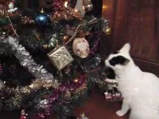 découverte du sapin de Noël par Nounousse