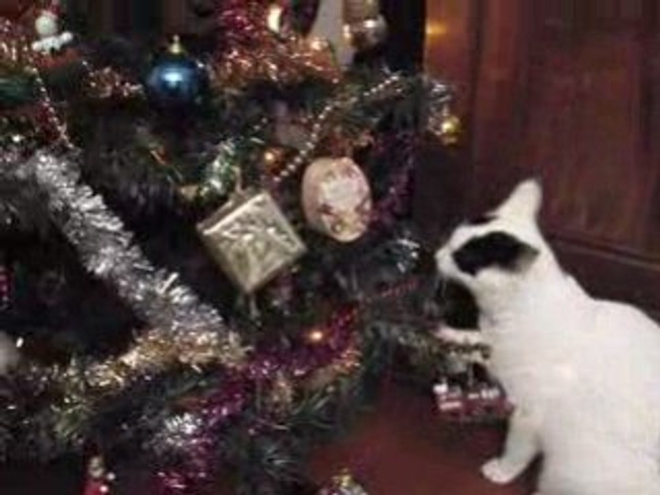 découverte du sapin de Noël par Nounousse