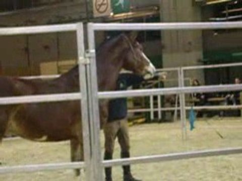 Andy travail franche montagne salon du cheval 2008