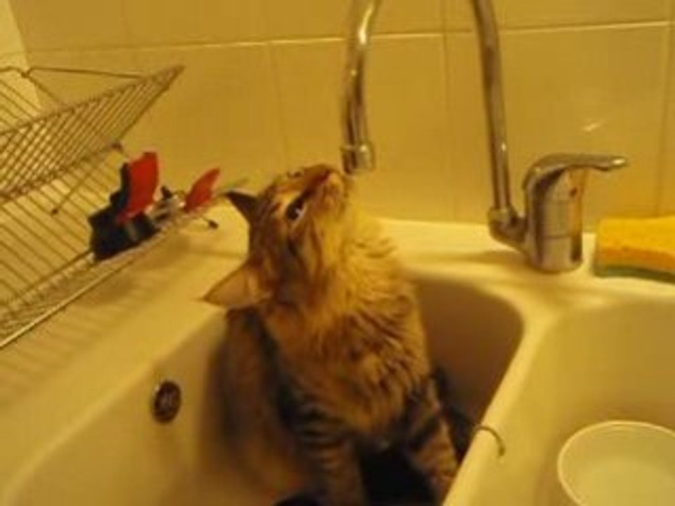 Eau puce
