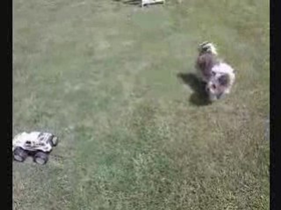 Bark Collar Using A Bark Collar For Controlling Dog Behavior