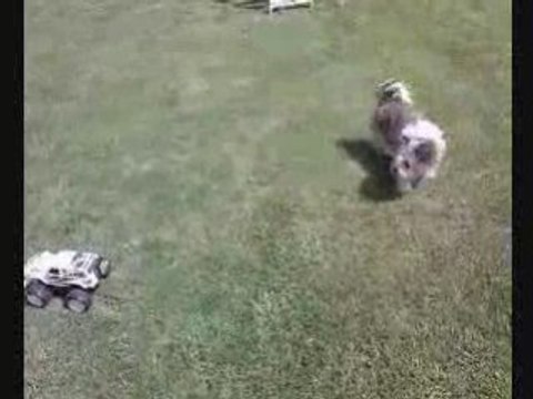 Bark Collar Using A Bark Collar For Controlling Dog Behavior