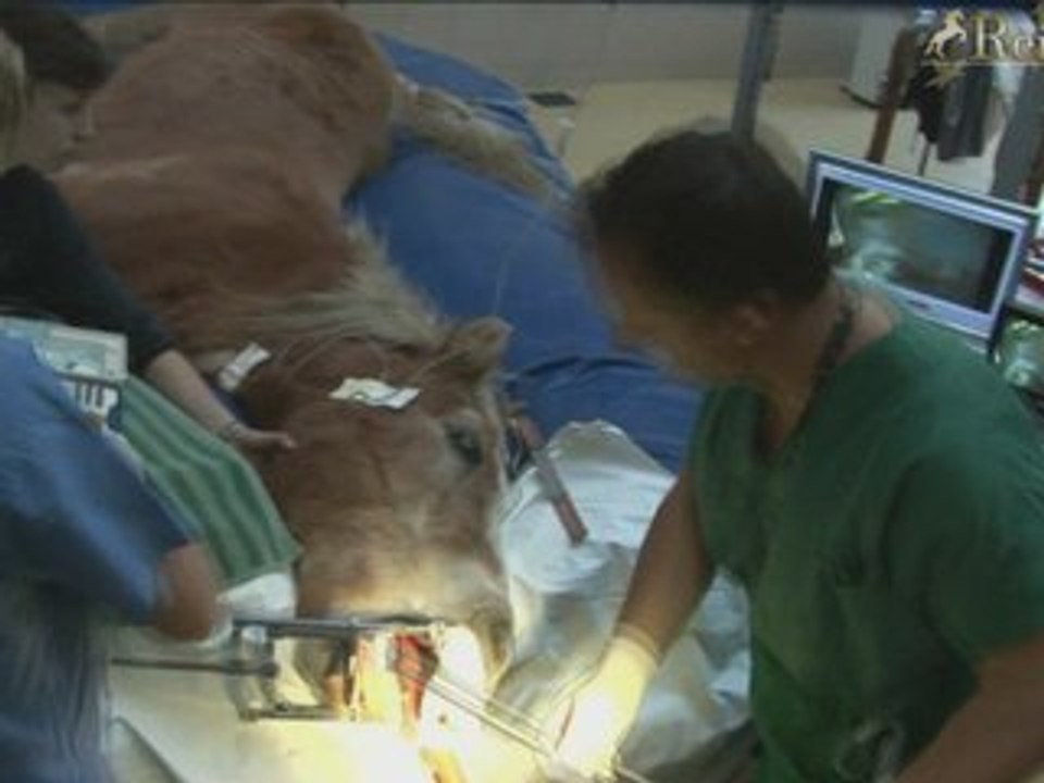 Zahnimplantation bei einem Pferd