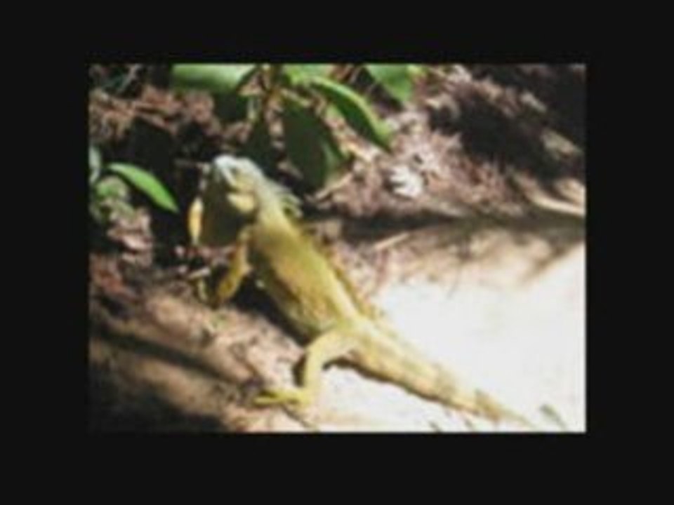 Crazy Iguana Sunning Itself
