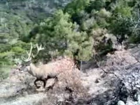 Gökçeöz Köyü Dağlarında Geyik