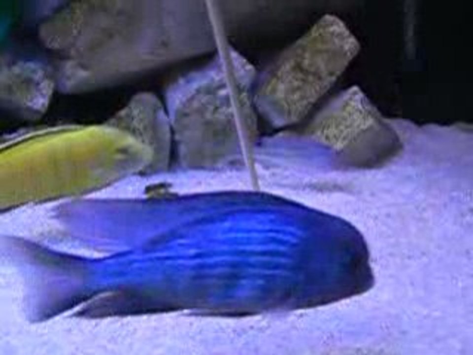 Cytocara moorii et Labidochromis yellow
