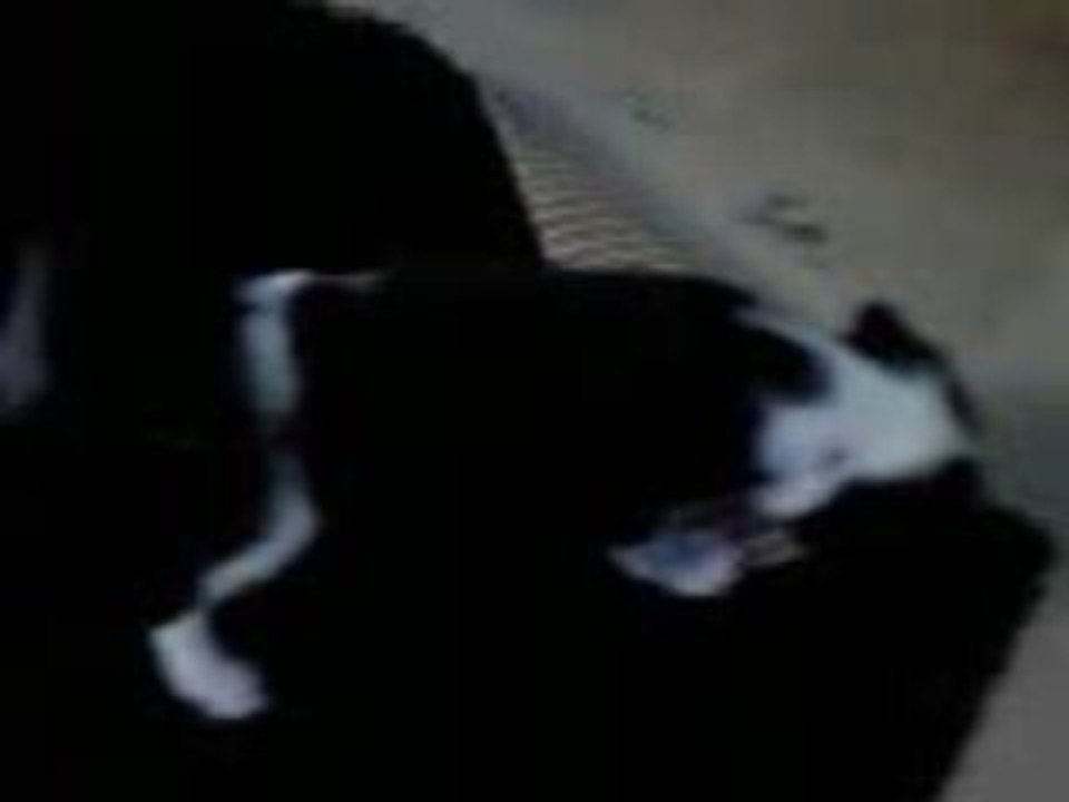 AmStaff-Ragga