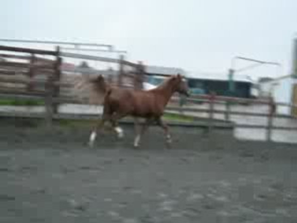 king au trot