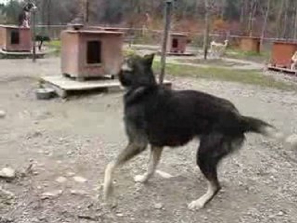 Chien qui parle
