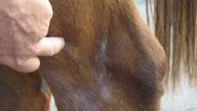 tronculares / miembro anterior / miembro posterior