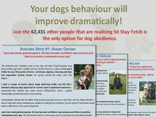 Basic Dog Obedience