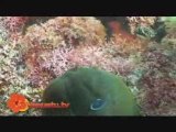 Scuba Diving in Tropical Vanuatu