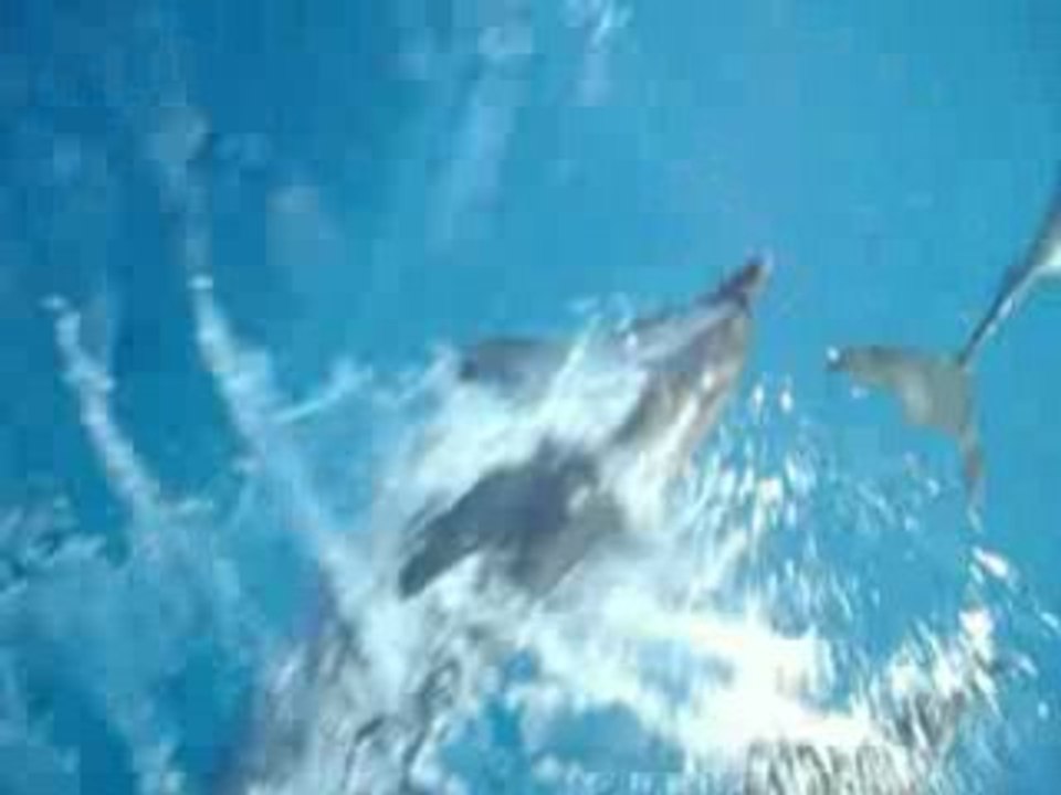 Dauphins dans l'étrave à la sortie du port de Saint-Gilles