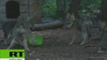 Wolf milk: rough and tumble