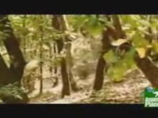 When bear meet tiger...