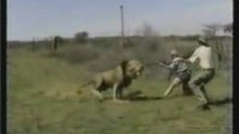 Lion attack hunting safari Africa.