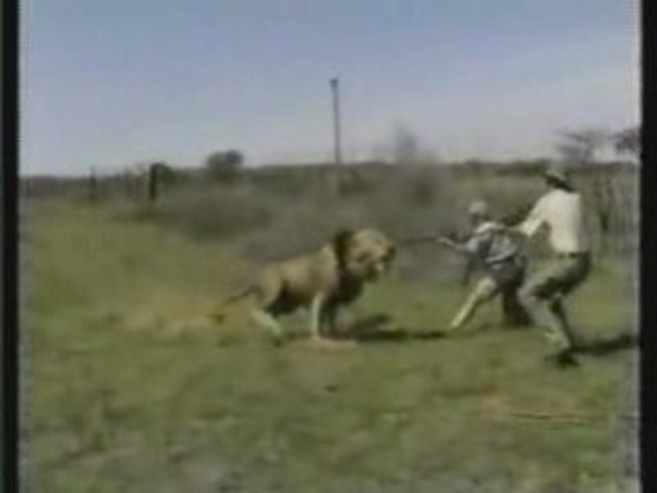 Lion attack hunting safari Africa.