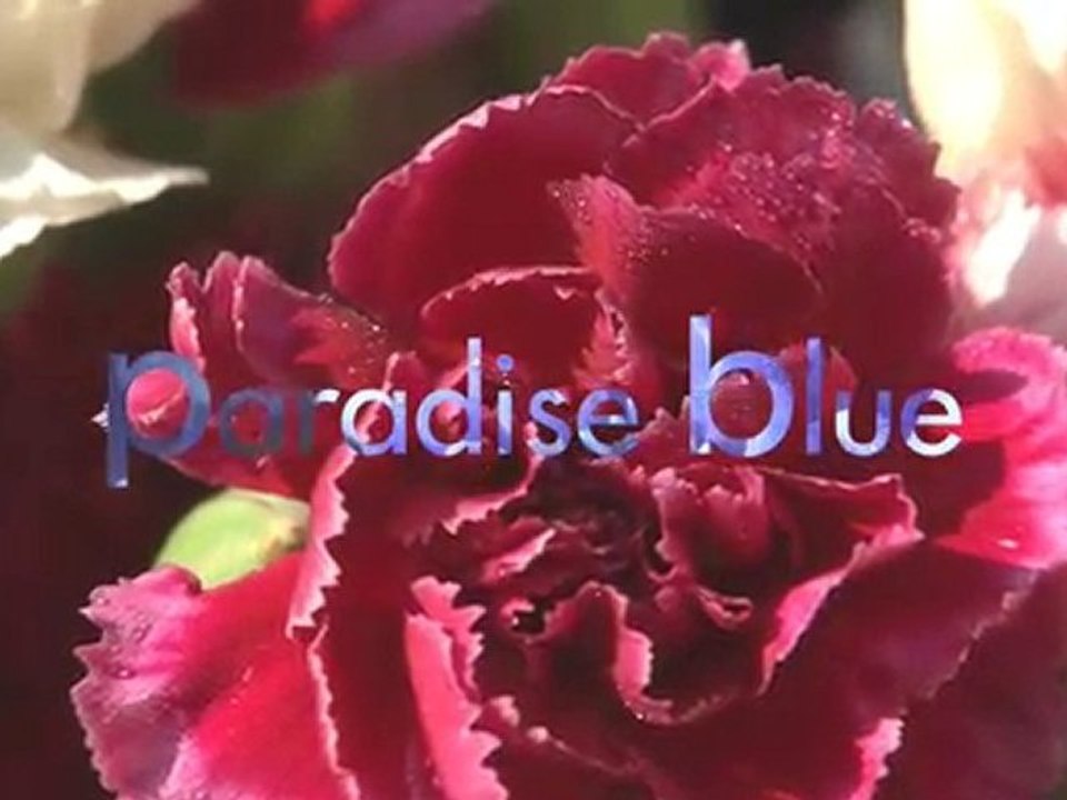 Sony HD - Paradise Blue 1080i