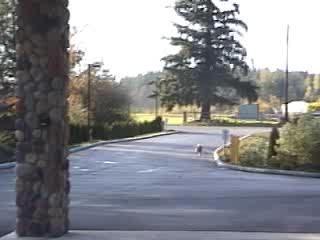 Dog Skating