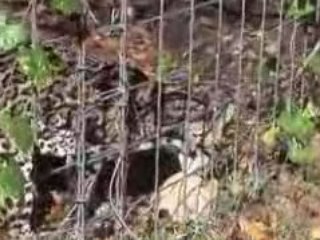 TIGERS vs Turkeys 2008! - Big Cat TV