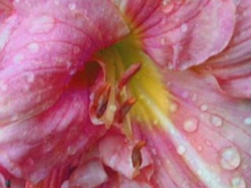 The Beauty of the rain