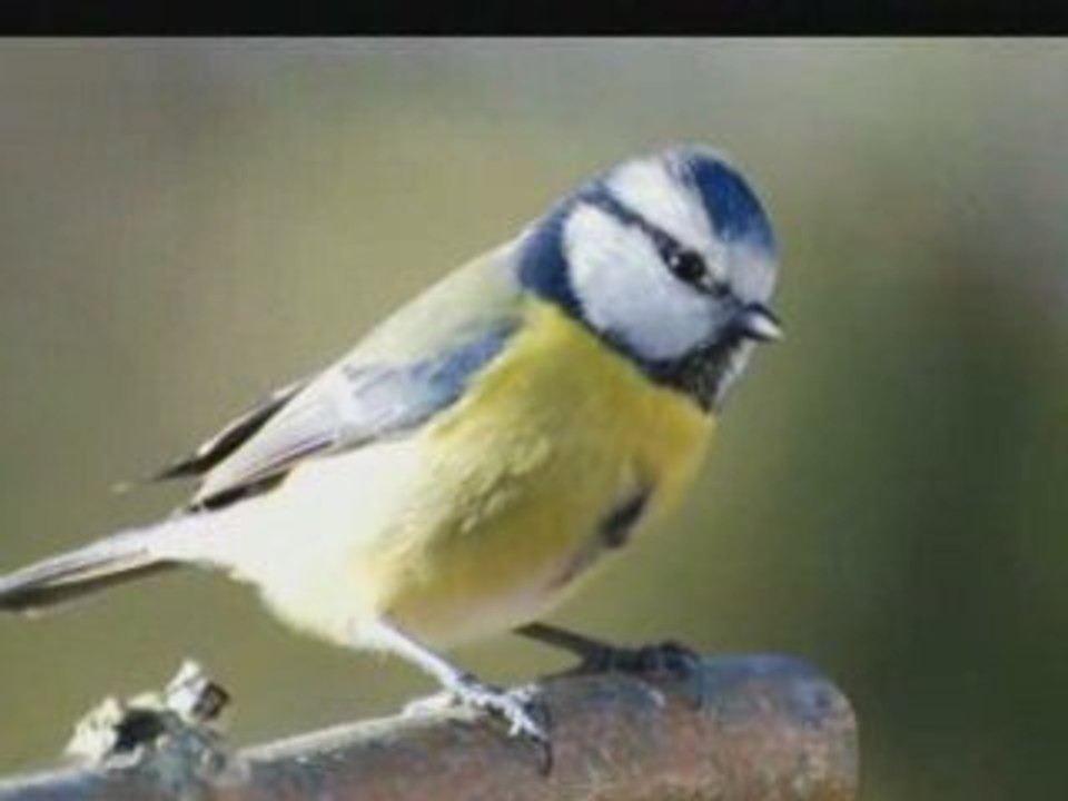 des mésanges dans mon jardin
