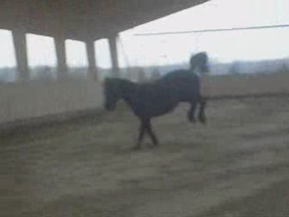 Miracle dans le manège