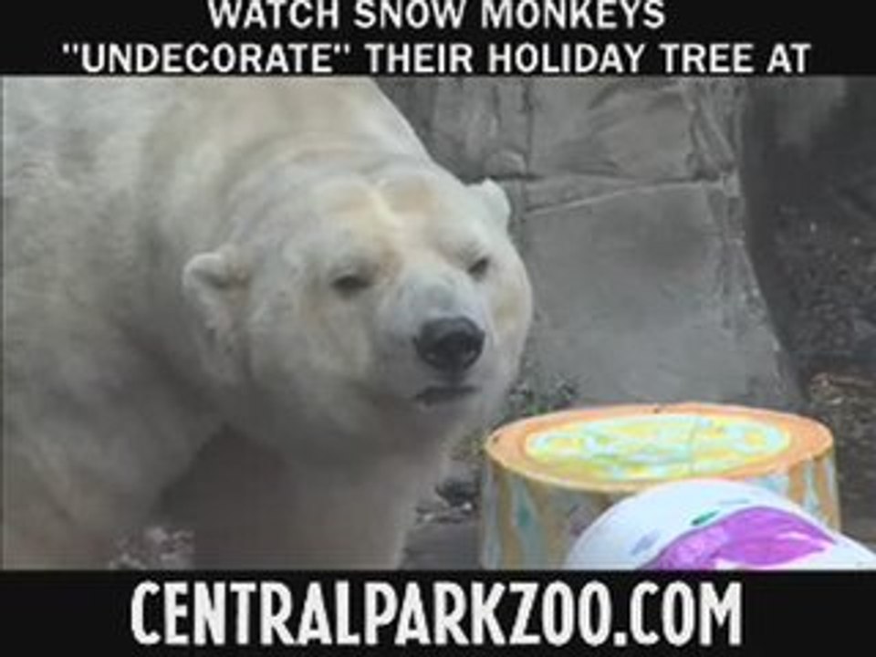 Polar Bears Celebrate the Holidays at the Central Park Zoo