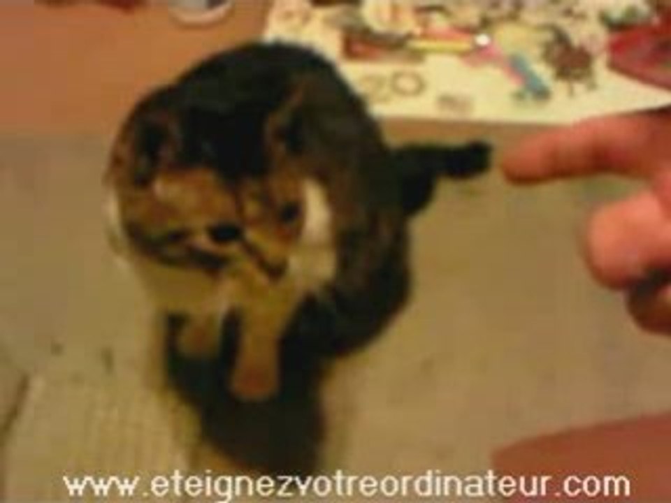 Il tue son chat
