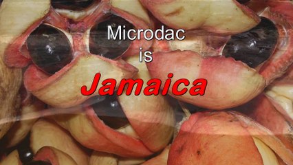 Things Jamaican