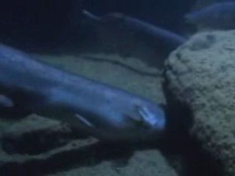 Malawi Gölü Belgeseli