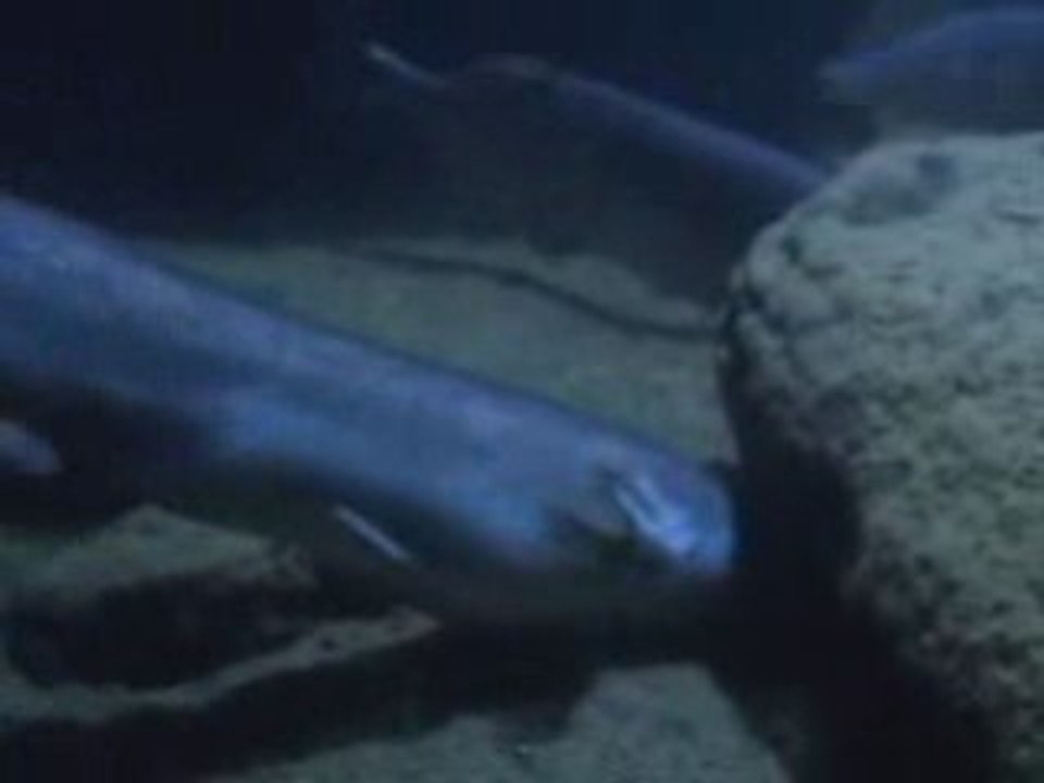 Malawi Gölü Belgeseli