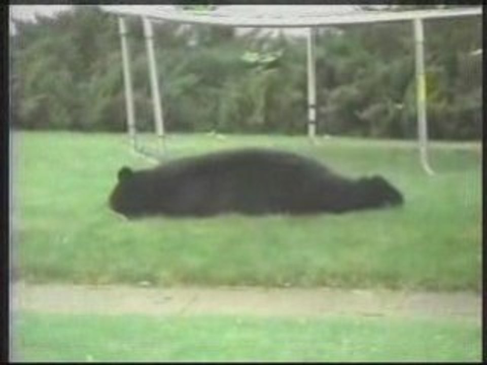 Bear falls out of tree