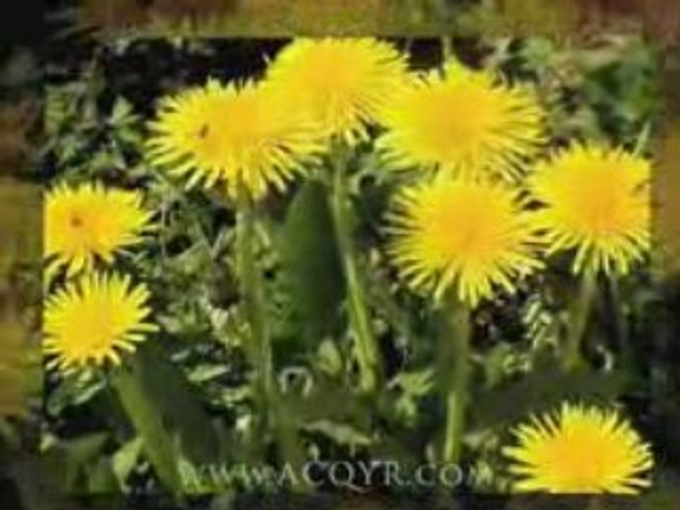 Inspirational Video with Words of Wisdom