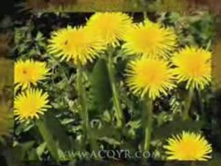 Inspirational Video with Words of Wisdom