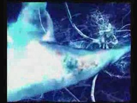 NESSBEAL - roi sans couronne