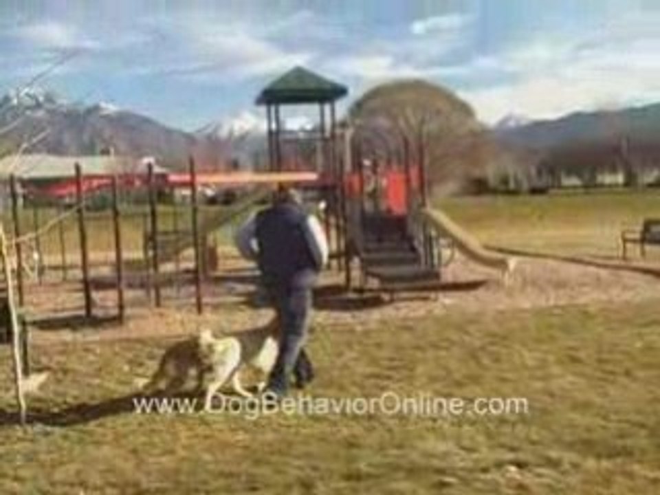 New Dog Training Radio Show Hosted by Ty Brown