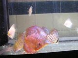 Mes discus léopard et snow !