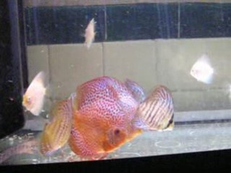 Mes discus léopard et snow !