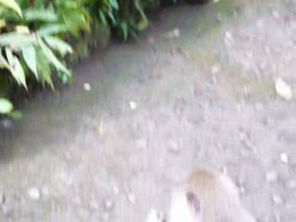 Singes à Bali