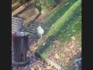 Câline et sa bouteille < petit court métrage que j'ai fait