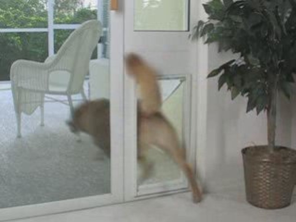 DoggieDoors - Petsafe Pet Doors For Your Dog or Cat