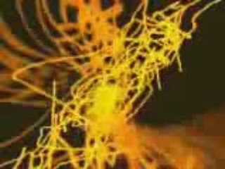 edwards world   soul roots