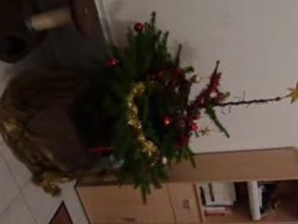 Betises Bosco daisy Sapin 1
