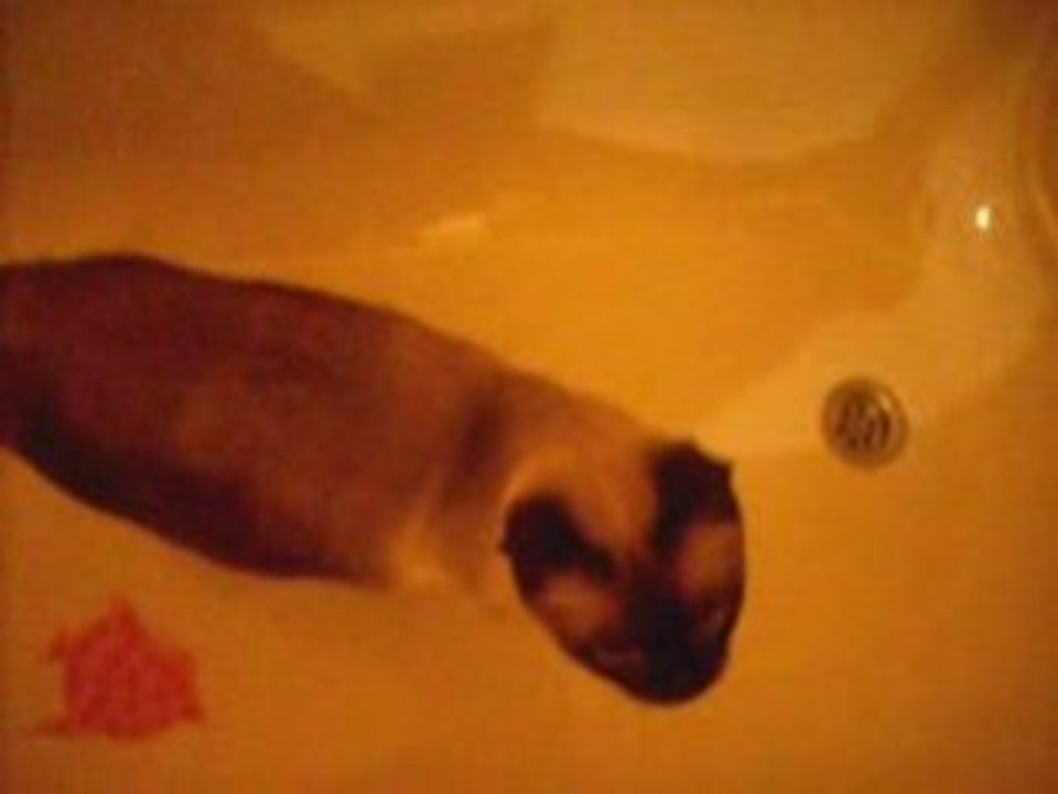 Chat siamois à la pêche aux poissons