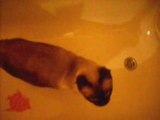 Chat siamois à la pêche aux poissons