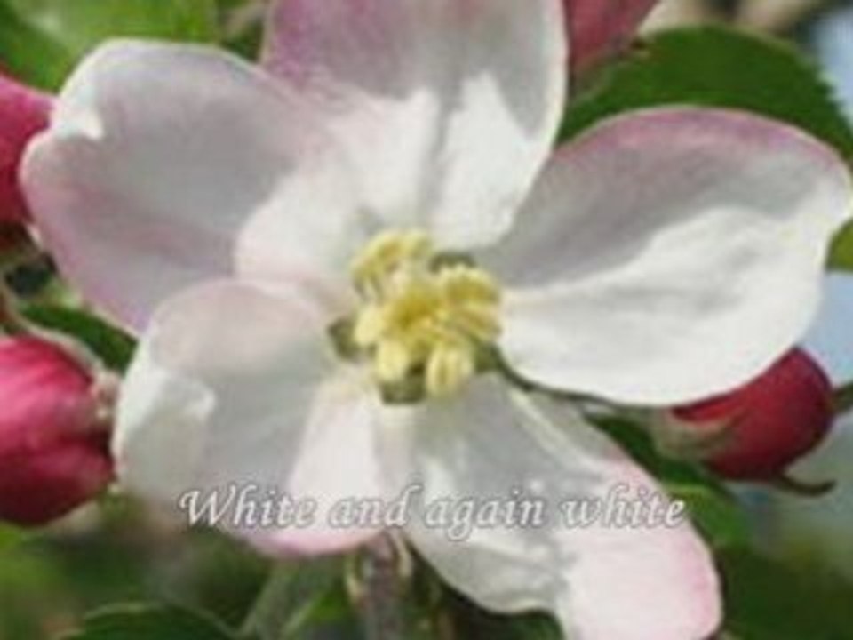 Ostasii lumii colinda  "Warriors of light carol"