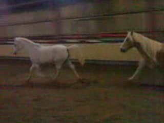 Bilou & stadard qui courent