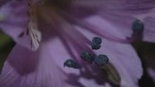 Iubirea by Vokientis