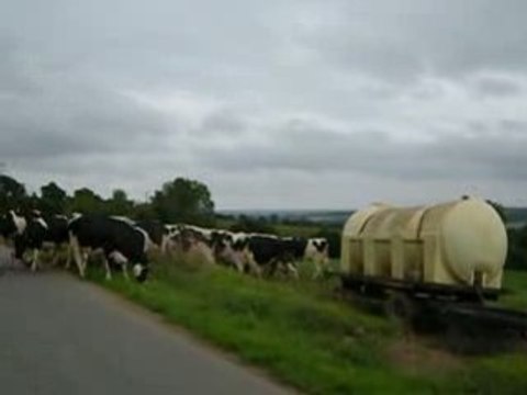 Rammasage des vaches laitières